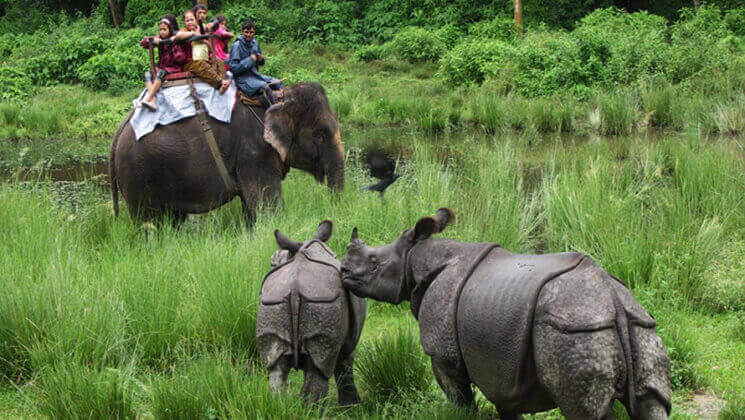 safari